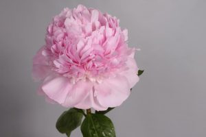 angel cheeks peony