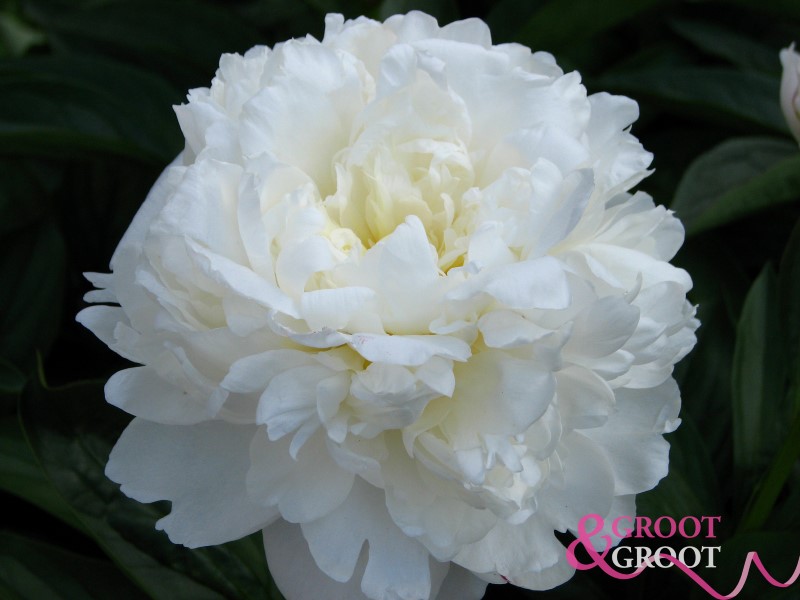 amalia olson peony