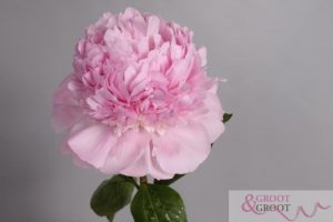 angel cheeks peony