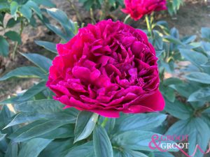 avis varner peony