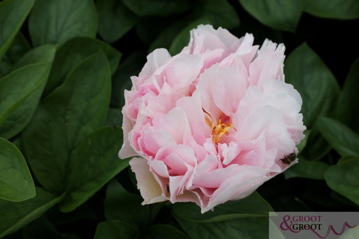 blushing princess peony