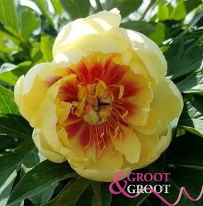 border charm peony