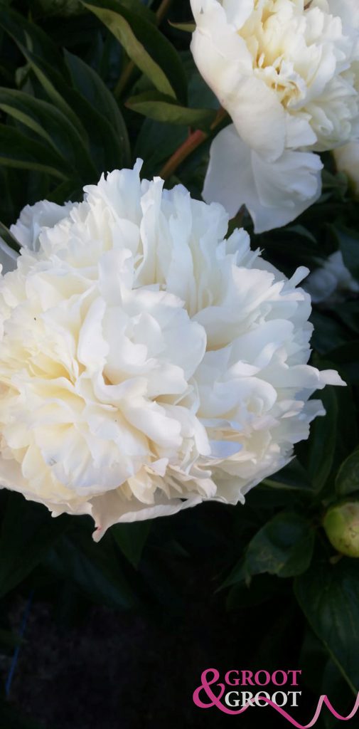 bridal grace peony