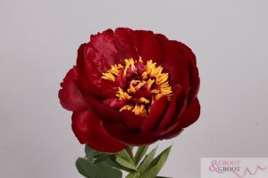 buckeye belle peony