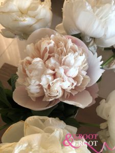 colonel owen cousins peony