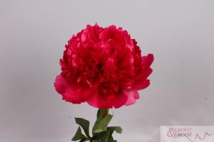 command performance peony