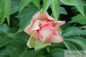 callies memory peony