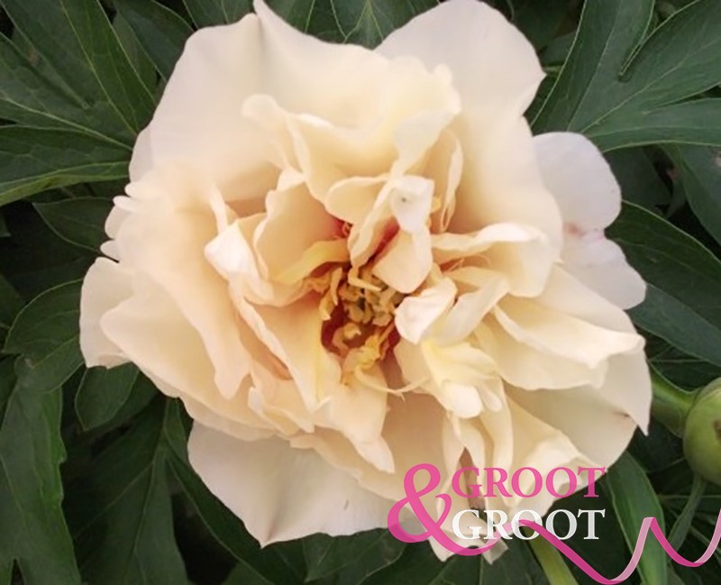 canary brilliants peony