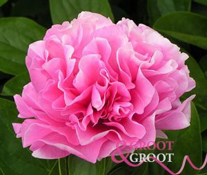 carnation bouqet peony