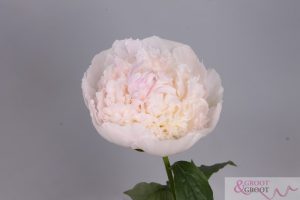 chiffon parfait peony