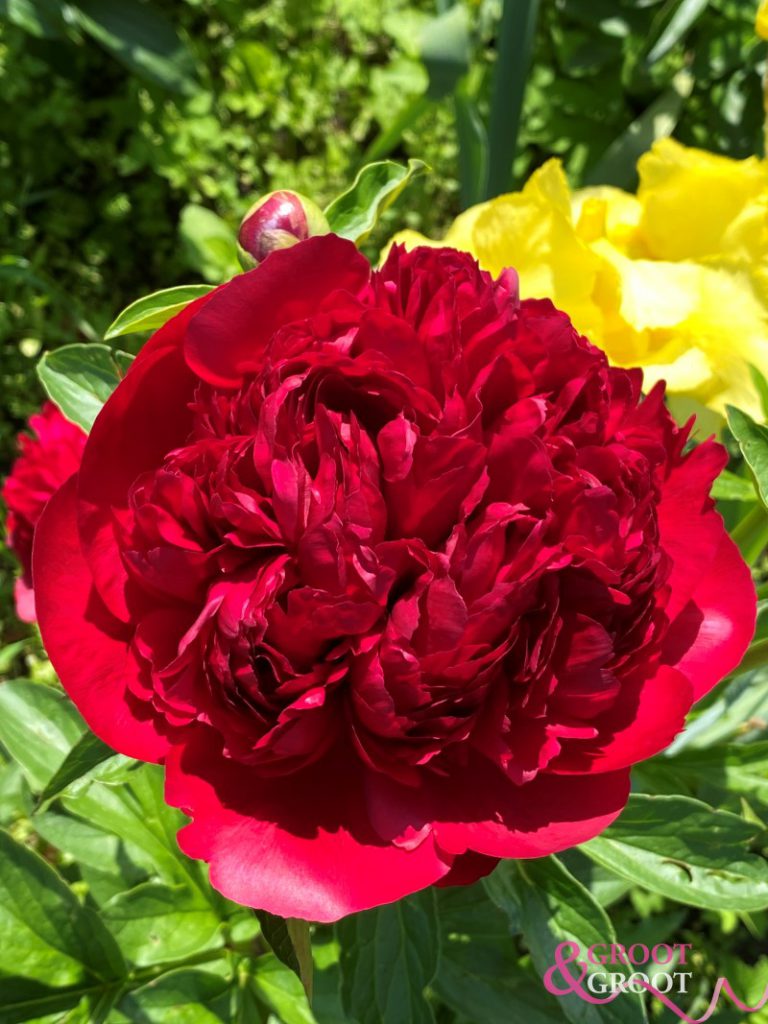 christmas velvet peony