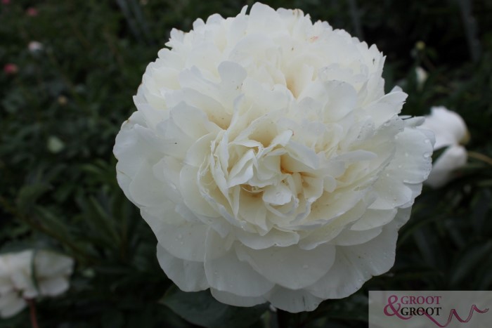 class act peony