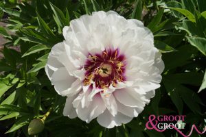 cora louise peony