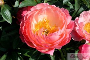 coral charm peony