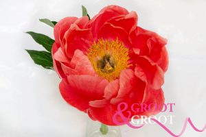 coral magic peony