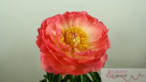 coral sunset peony