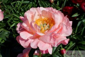 peony coral sunset