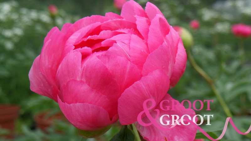 cytherea peony