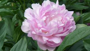 dinner plate peony