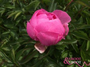 dr. alexander fleming peony