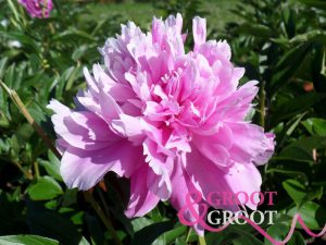 dr. alexander fleming peony