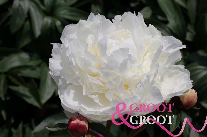 dr fg brethour peony