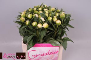 duchesse de nemours peonies