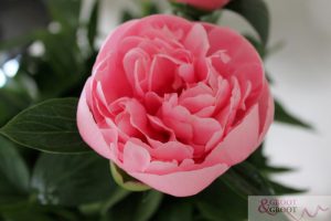 etched salmon peony