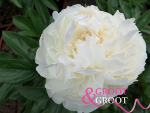 elsa sass peony