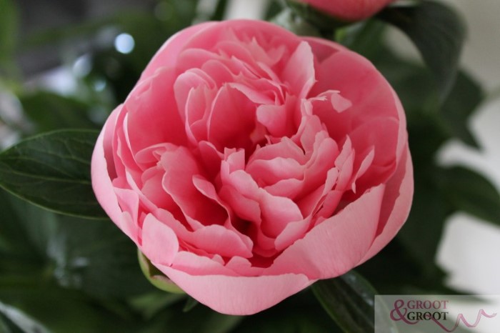 etched salmon peony