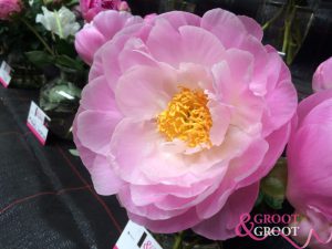 flying pink saucers peony
