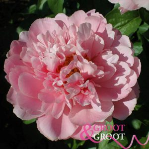 faithful dream peony