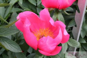 flame peony