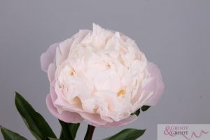 gardenia peony