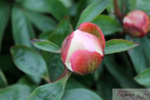 roots gardenia peony