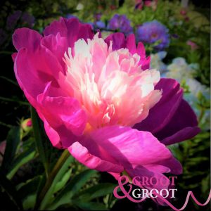 gay paree peony