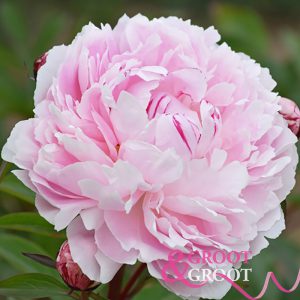 Georgina Shaylor peony