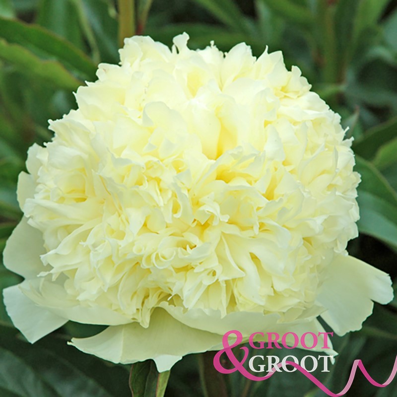 goldilocks peony