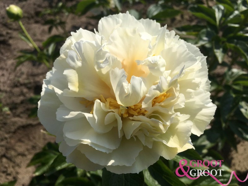 Grand Massive peony