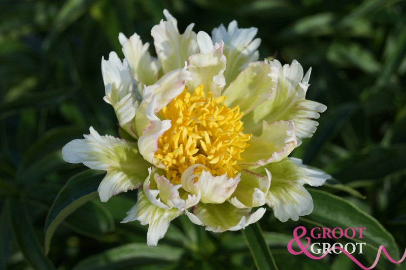 green lotus peony