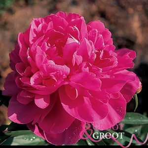 helen hayes peony