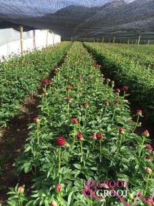 henry bockstoce peonies