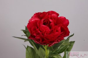 henry bockstoce peony