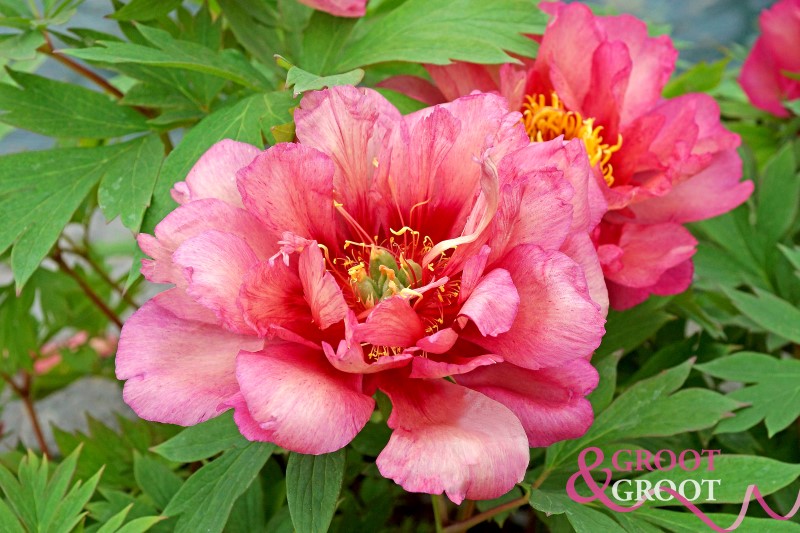 hillary peony