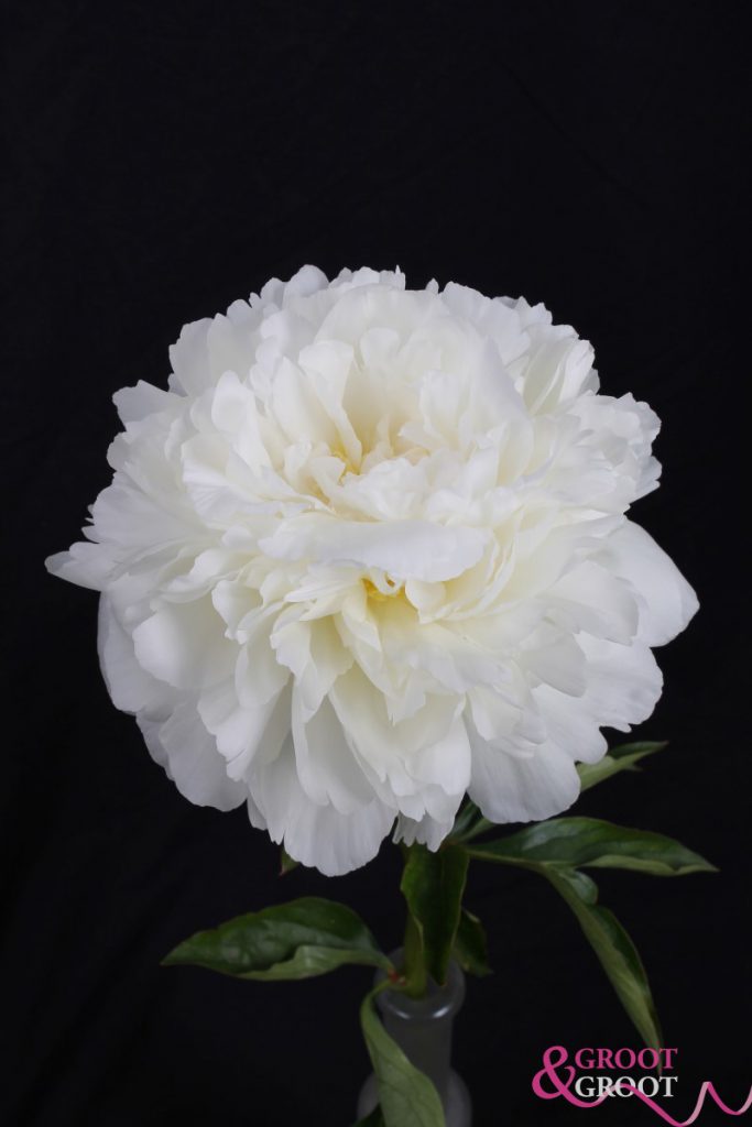 ivory victory peony