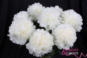 ivory victory peonies