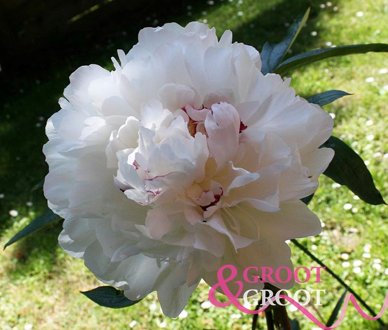 ivory escort peony