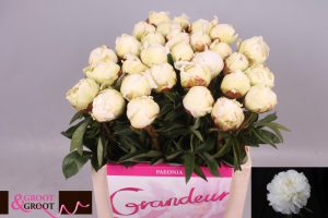 Ivory victory peony