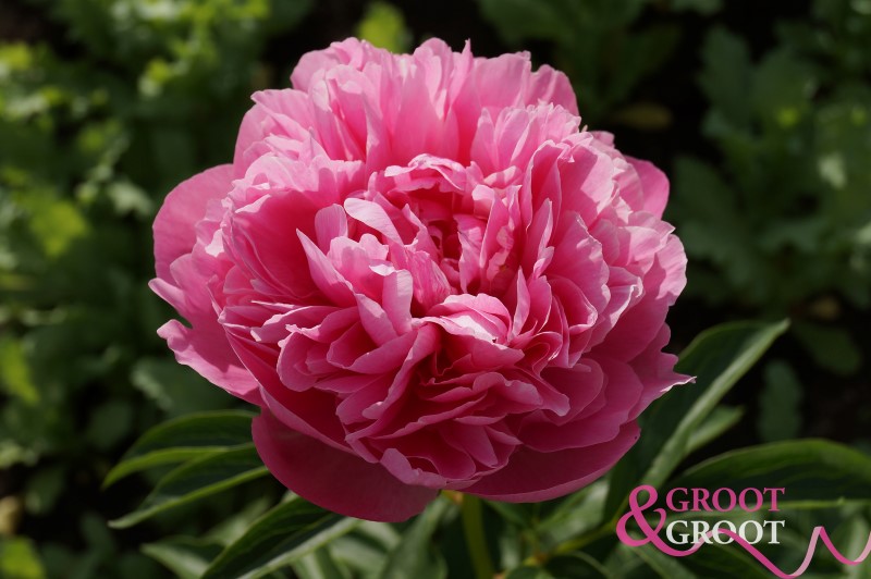 joker peony