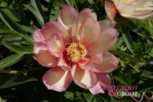 julia rose peony